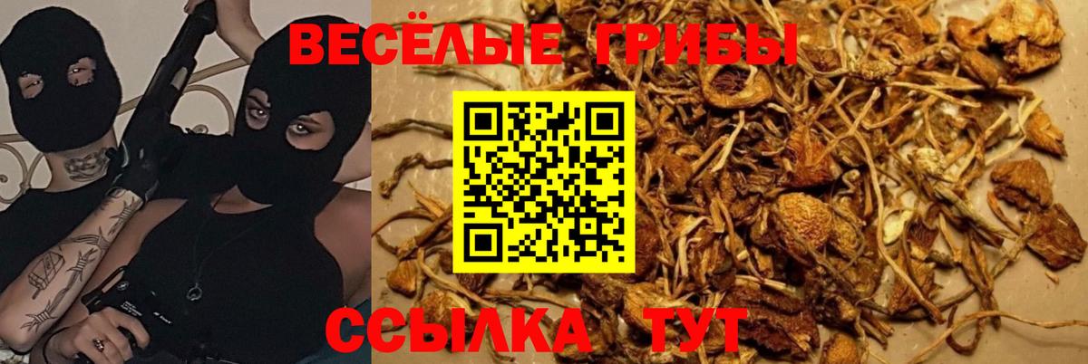Галлюциногенные грибы Cubensis Новокубанск